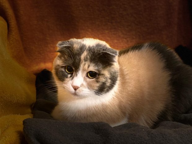 Bună dimineața la domnul Bolojan, doamna Majorarea TVA și domnișorul Eșec, nasolul din curtea școlii care îți fura sandvișul